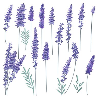 Toplama tasarım için yaprakları ile vektör çilek