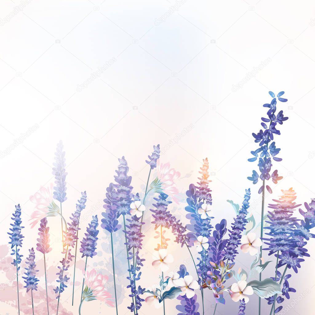 Floral vector spring illustration with field flowers lavender, m