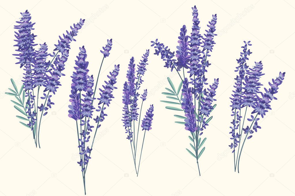 Set of vector lavender bouquets for spring design