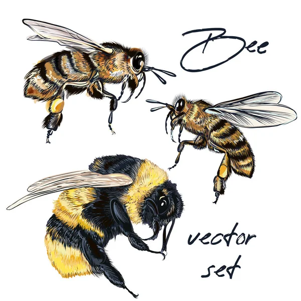 Vektör gerçekçi arı koleksiyonu, gerçekçi suda bumblebee — Stok Vektör