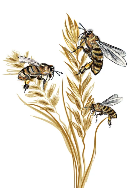 Nádherná vektorová ilustrace s podrobnou včela a s divokou pšenicí p — Stockový vektor