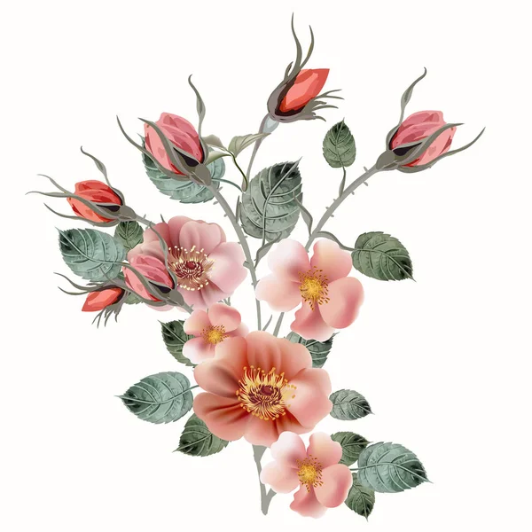 Botanická vektorová ilustrace s divokou růžovou růží izolovaná na WH — Stockový vektor