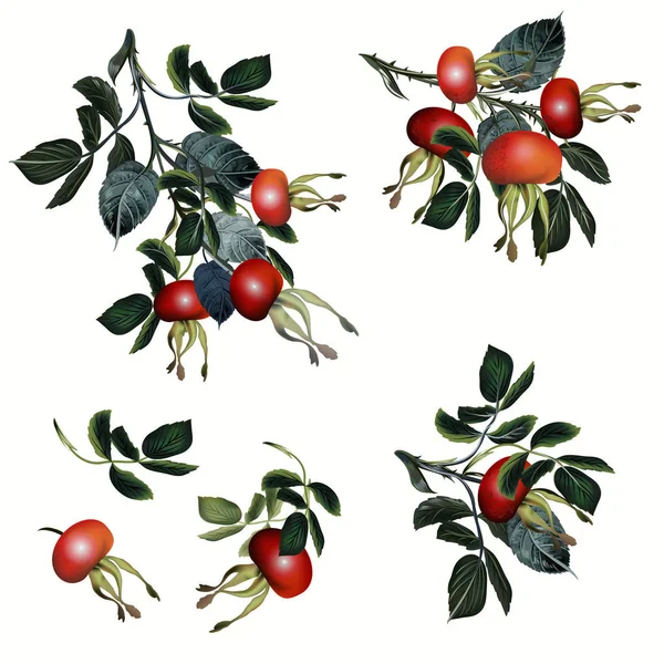 Coleção de vetor rosa quadril, ilustração botânica realista — Vetor de Stock