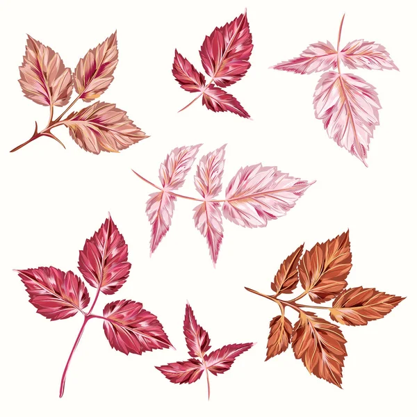 Collection of vector pink autumn leaves in realistic style — Stock Vector