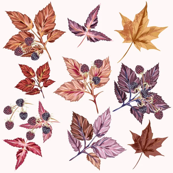 Autumn set of vector detailed leaves and berries — Stock Vector