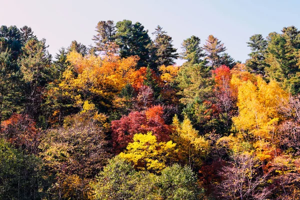 Herbstlicher Wildwald hautnah. lebendige Landschaft, bunte Bäume — Stockfoto