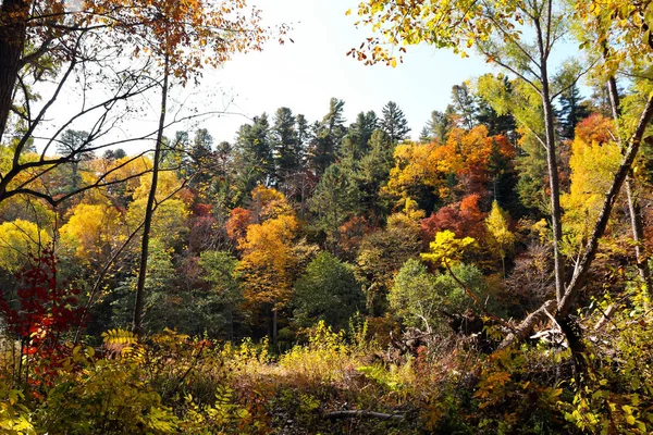 Φθινόπωρο άγριο δάσος τοπίο. Ζωηρή σκηνή, πολύχρωμα δέντρα — Φωτογραφία Αρχείου