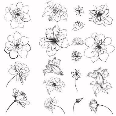 Tasarım için papatya çiçeği koleksiyonu