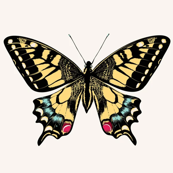 Mooie Swallowtail Vlinder Vector Illustratie Geïsoleerd Wit — Stockvector