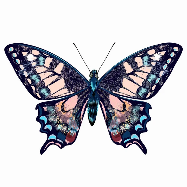 Belle Illustration Vectorielle Rose Bleu Papillon Dessinée Main Isolée Sur — Image vectorielle
