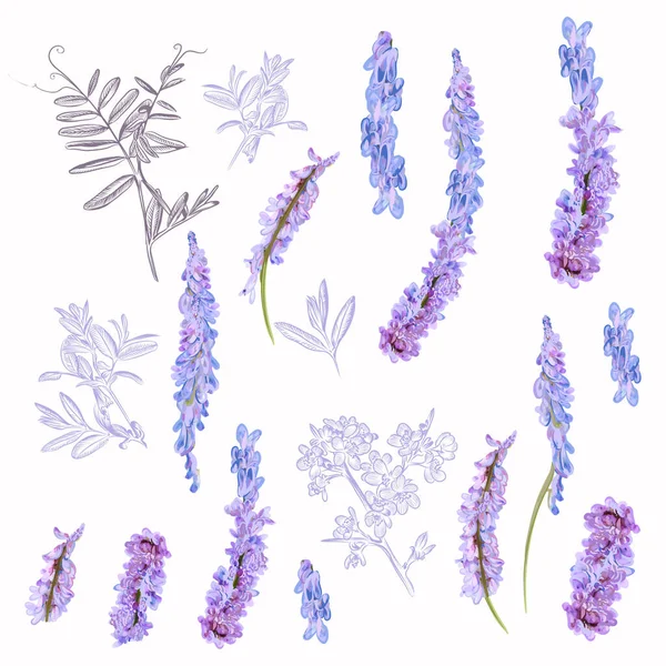 Kolekcja Pola Wektorowego Purpurowe Kwiaty Dla Projektu — Wektor stockowy