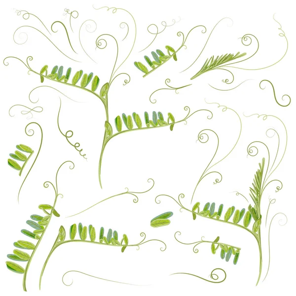 一套绿色的病媒植物叶 鼠类豌豆 — 图库矢量图片