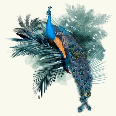 Illustration with vector realistic peacock bird on palm jungle background clipart