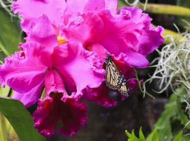 Monarch Kelebek mor orkide üzerinde