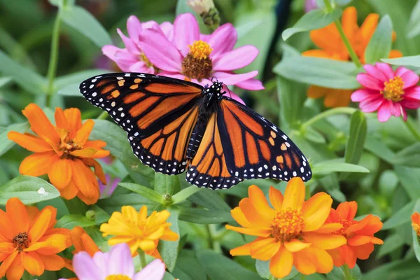 Mariposa Monarca Alimentándose Zinnias — Foto de Stock