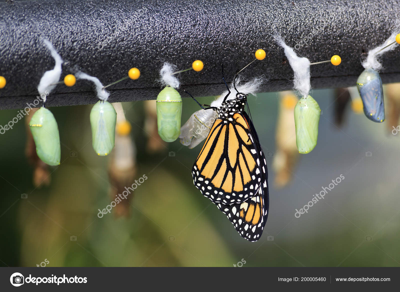 나비와 번데기 — 스톡 사진 © JillLang #200005460, image size:1600x1167