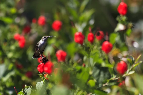 Ruby Throated Hummingbird Perched Turk Cap Plant — Stock Photo, Image