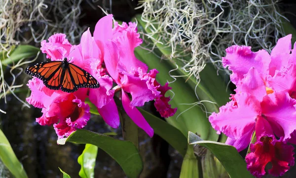 Monarchfalter Auf Lila Orchideen — Stockfoto