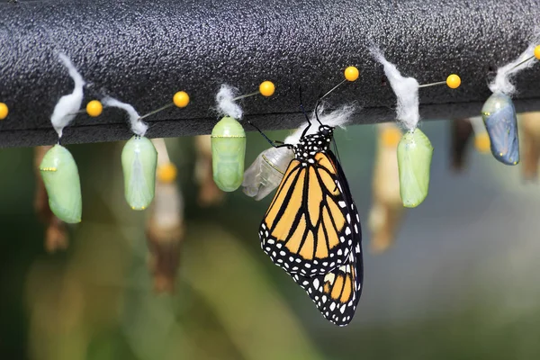 Mariposa Monarca Crisálida Verde —  Fotos de Stock