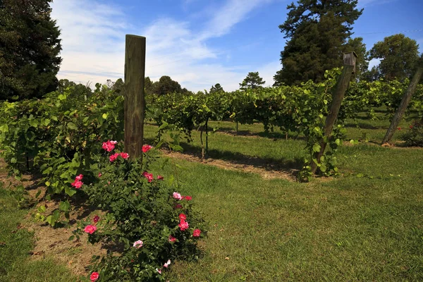 Vinos en Carolina del Norte en el área del Valle de Yadkin — Foto de Stock