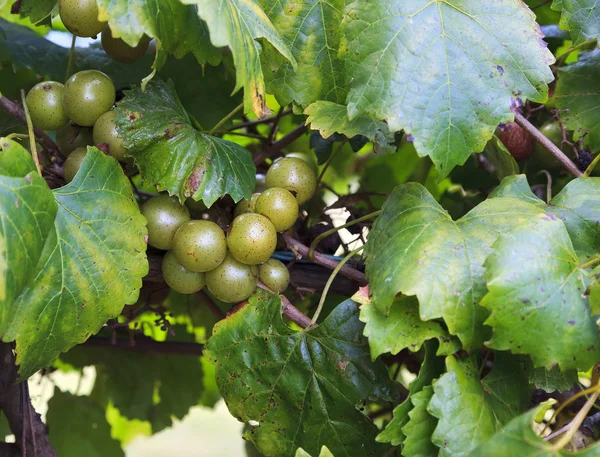 Muscadine uvas verdes creciendo en una vid — Foto de Stock