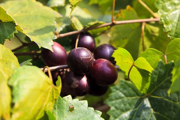 Muscadine Winogron Dojrzałe Rosnące Winorośli Północnej Karolinie — Zdjęcie stockowe