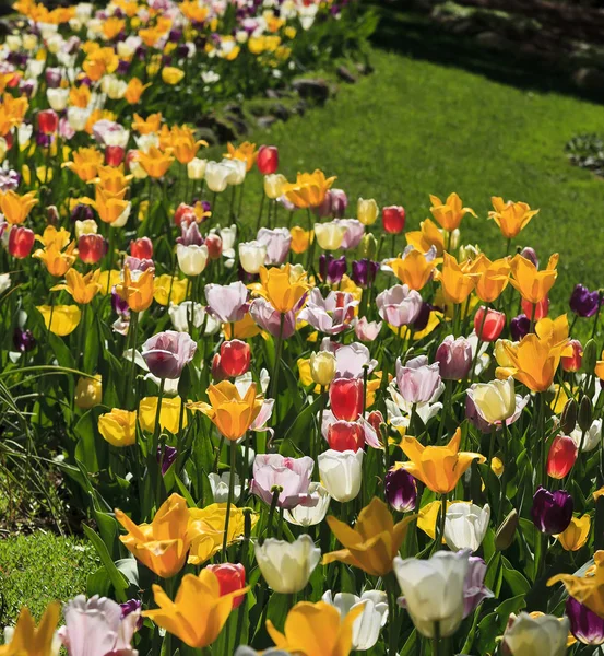 Jardim da flor da tulipa em um jardim da primavera — Fotografia de Stock