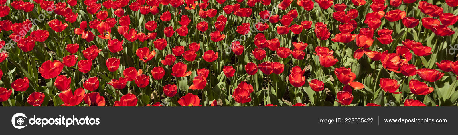 Red Tulips Panorama Of Concord Memorial Garden Stock Photo
