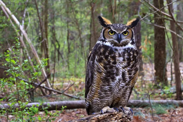 Gran búho de cuernos parado en un tronco de árbol — Foto de Stock