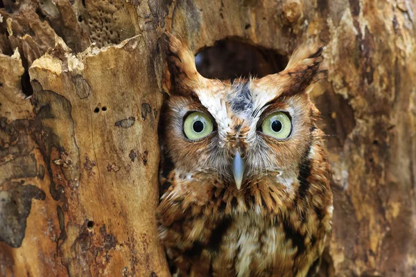 Östliche Kreischeule hockt in einem Loch in einem Baum — Stockfoto