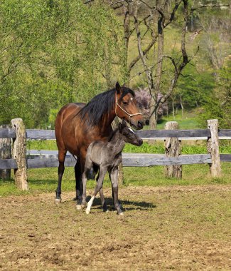 Paso Fino Mare at ve birlikte ayakta Colt