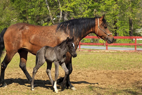 Paso Fino Mare paard en schattige Colt permanent samen — Stockfoto