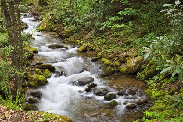 Pretty Mountain Creek в Северной Каролине в весеннее время — стоковое фото