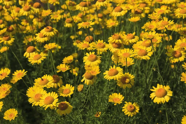 Beet mit gelben Gänseblümchen im Sommer — Stockfoto
