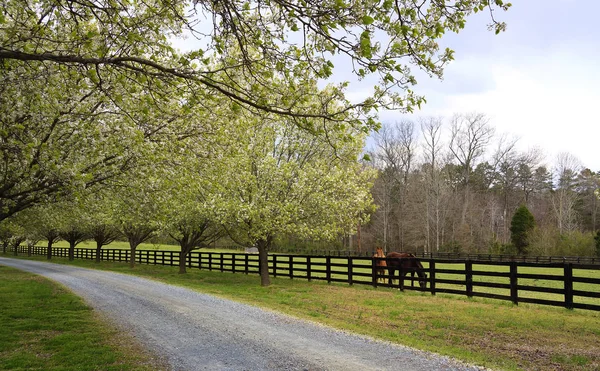 Árvores de primavera florescendo ao lado da entrada e cavalos — Fotografia de Stock