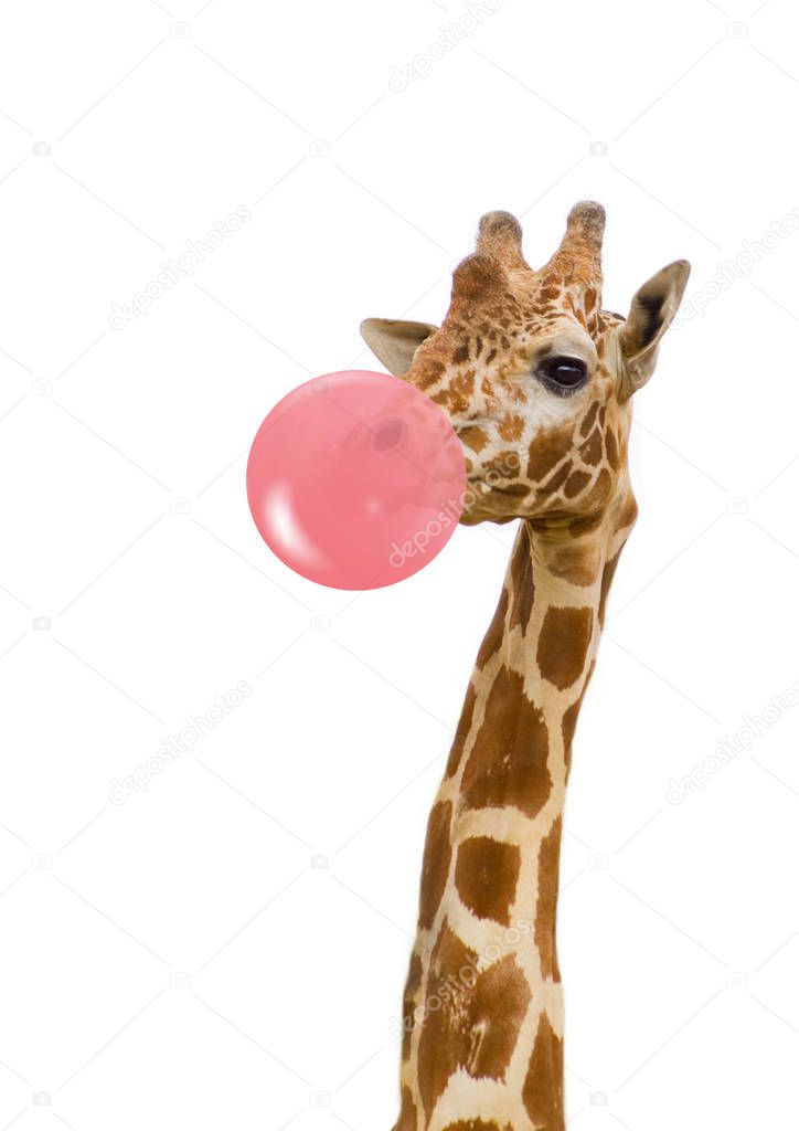 giraffe in zoo isolated chewing pink bubble gum