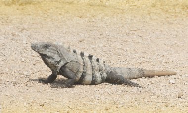 Ctenosaur Tulum, riviera maya, Meksika