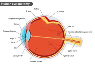 insan gözünün anatomisi