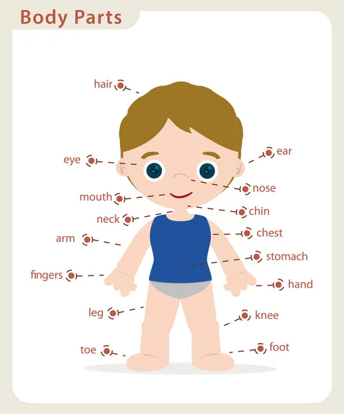 Partes del cuerpo del niño — Vector de stock