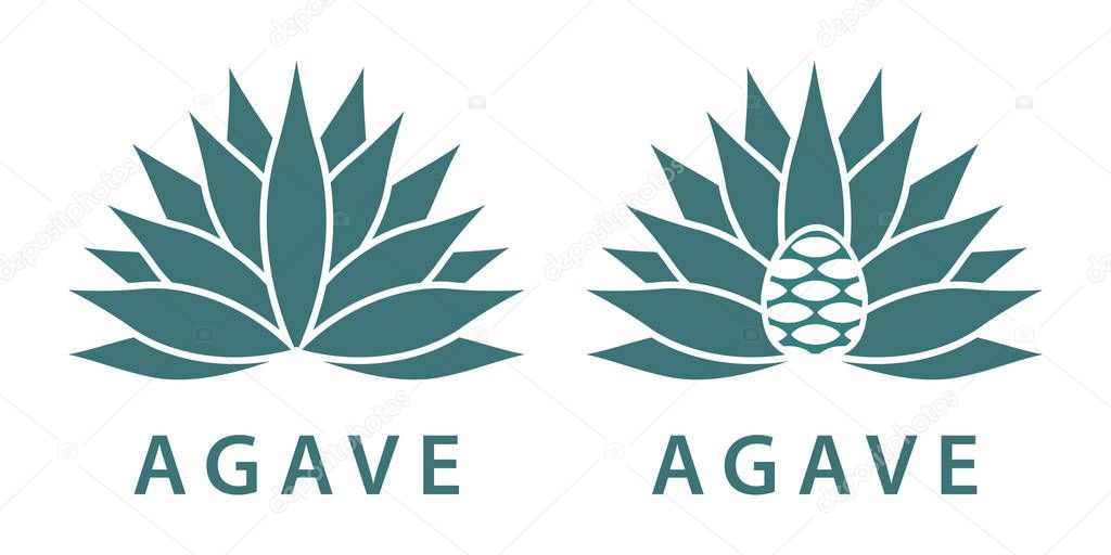 Agave, mexican plant for distill tequila