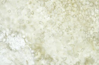 Mikro fotoğraf doğal arka plan                    