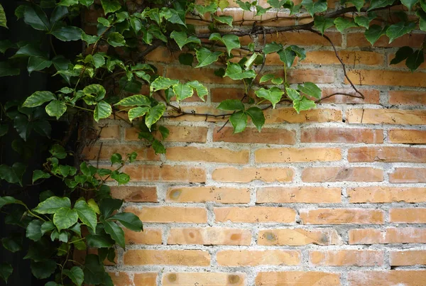 Green leaves over brick wall background