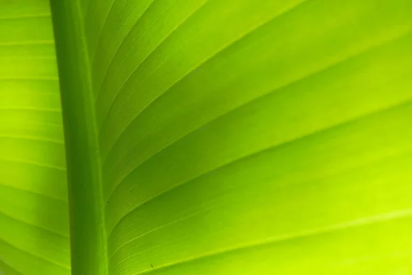 Doku Arka Planını Yeşil Yaprakları — Stok fotoğraf