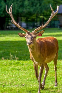 Polonya Milli parkta güzel, Yetişkin erkek geyik