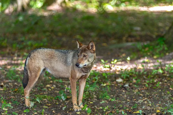 Samotny Wilk Spotkał Lesie Białowieskiego Parku Narodowego — Zdjęcie stockowe