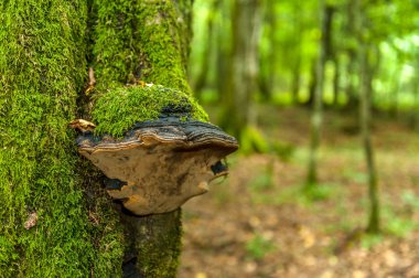 Yosun Biaowiea Milli Parkı, Bialowieza, Podlasie, Polonya için bir ağacın gövde ile büyümüş bir huba
