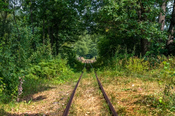 ビャウォヴィエジャ国立公園の森で非常に古い放棄された鉄道トラック — ストック写真