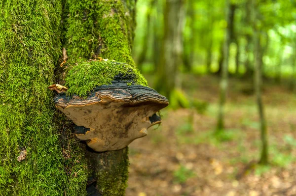 A huba overgrown with moss on the trunk of a tree in the Biaowiea National Park, Bialowieza, Podlasie, Poland