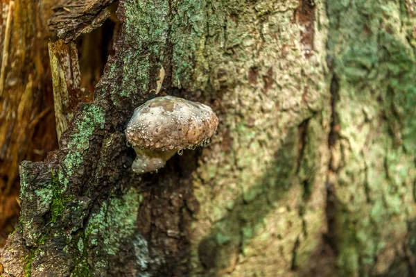 Huba Краплями Вирощування Дереві Лісі Під Час Осіннього Сезону Біловезькій — стокове фото