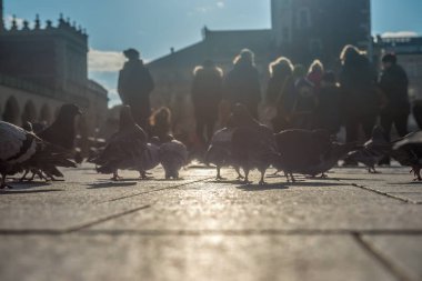 Krakow şehrinde pazar meydanında bir sürü güvercin. Bir grubun bir şehirde sokak yürüyüş güvercin düşük açılı görünüş. Güvercin'ın gözde görüntü sol kısmında son derece seçici odak.